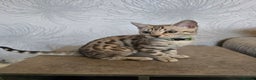 Bengal cats for sale:  Championship Bengal Kittens  - Advert 9