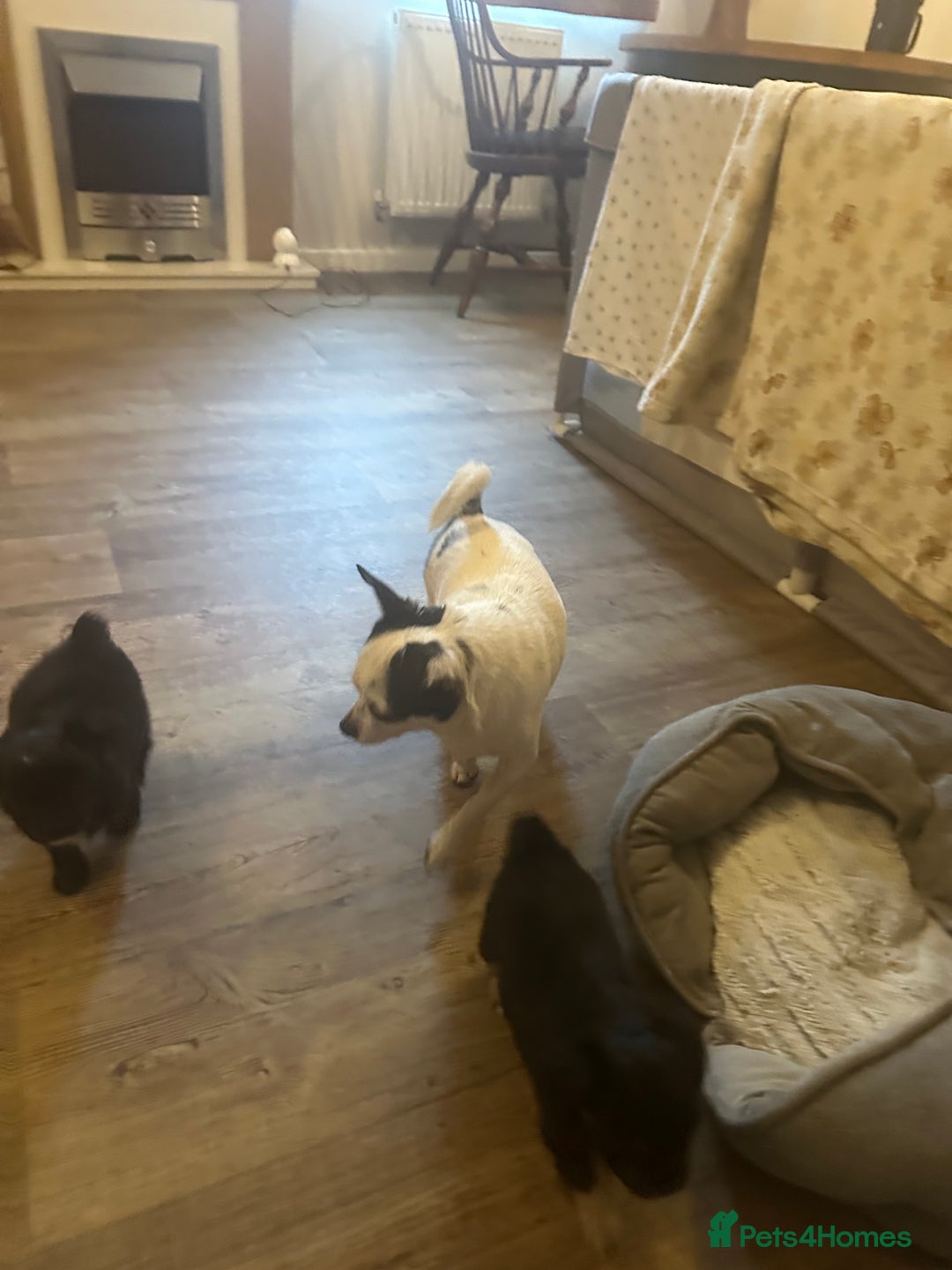 Chihuahua dogs for sale: The most adorable chihuahua boy I’ve ever seen  - Image 8