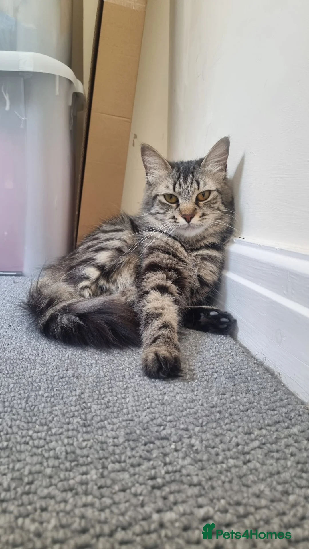 Siberian cats for sale: Siberian Mix Cat - Advert 1