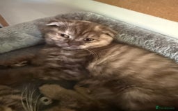 British Shorthair cats for sale: BSH x SF show quality kittens (REDUCED) - Image 17