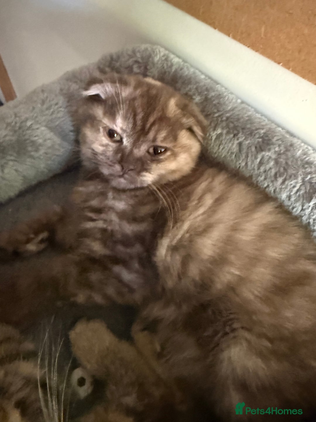 British Shorthair cats for sale: BSH x SF show quality kittens (REDUCED) - Image 17