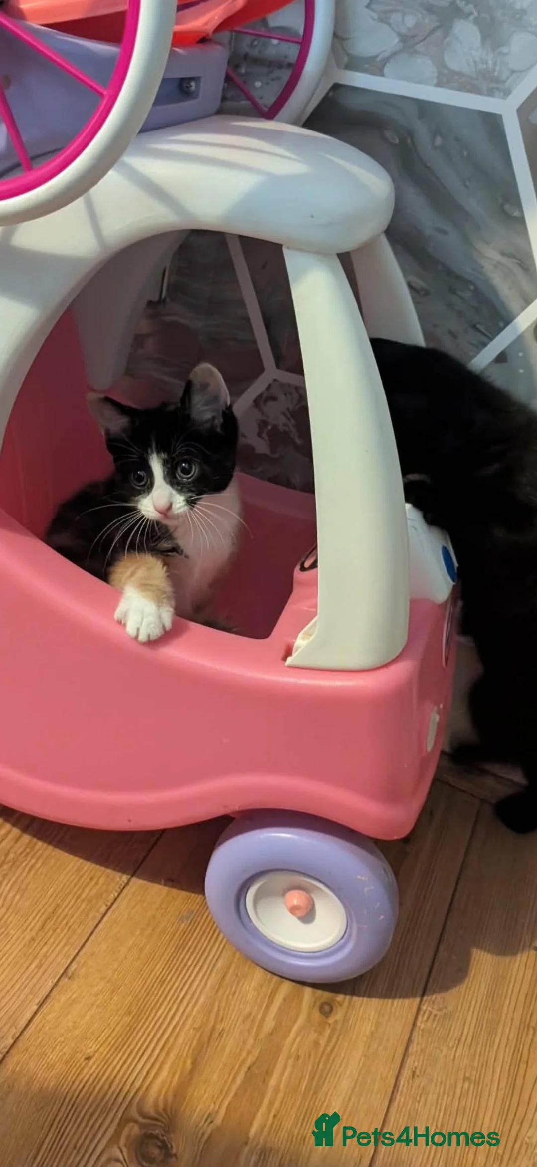 Mixed Breed cats for sale: 2 female kittens  - Advert 6