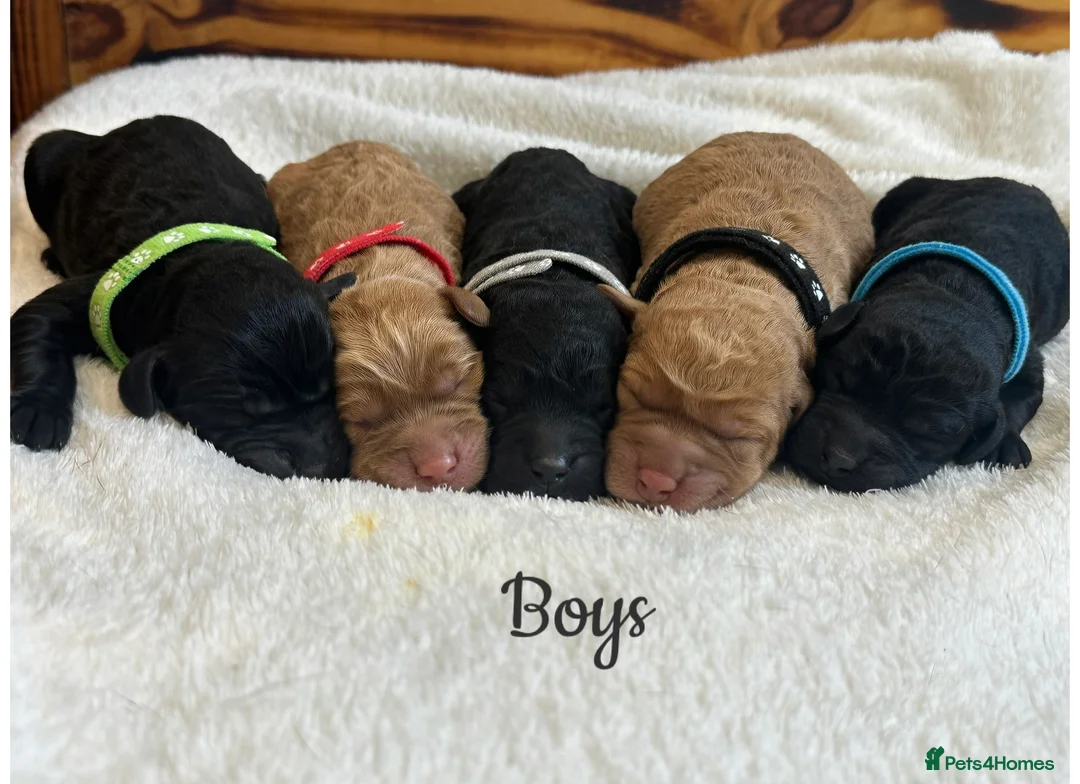 Labradoodle dogs for sale: Extensively Health Tested F1 Miniature Labradoodle - Advert 2