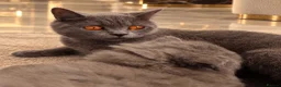 British Shorthair cats for sale: Adorable British Shorthair Blue & Tabby Kittens - Advert 4