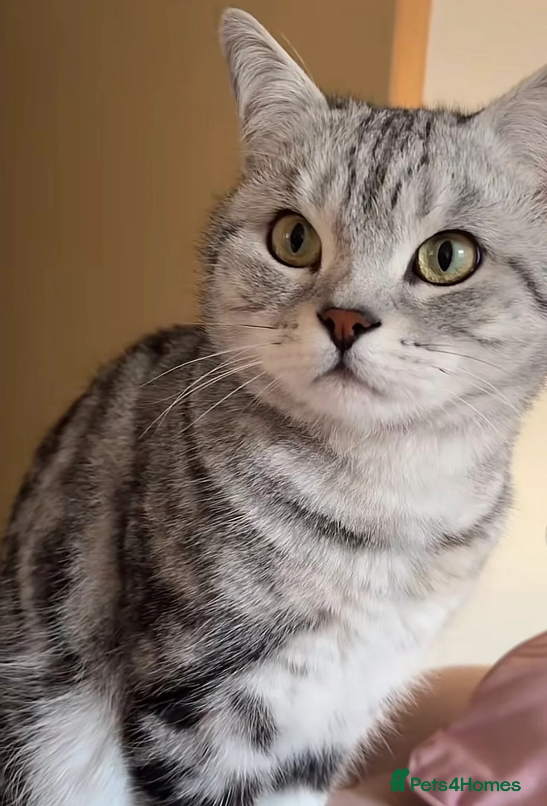 British Shorthair cats for stud: British Shorthair  in Chelmsford - Advert 3