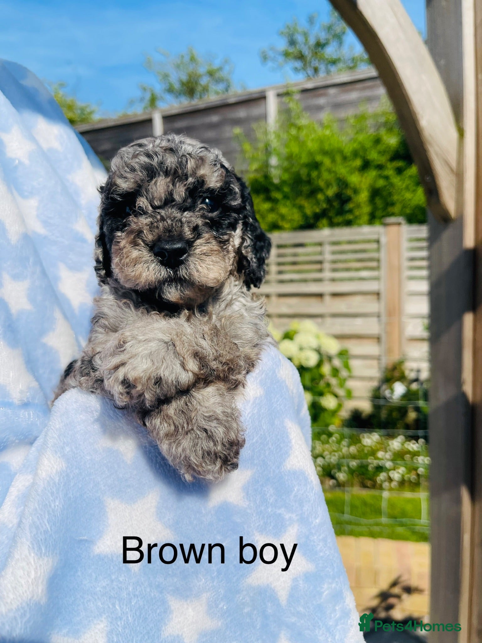 Cockapoo dogs Stunning DNA/Health tested tri colour Cockapoo - Advert 18