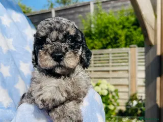Cockapoo dogs Stunning DNA/Health tested tri colour Cockapoo - Advert 2