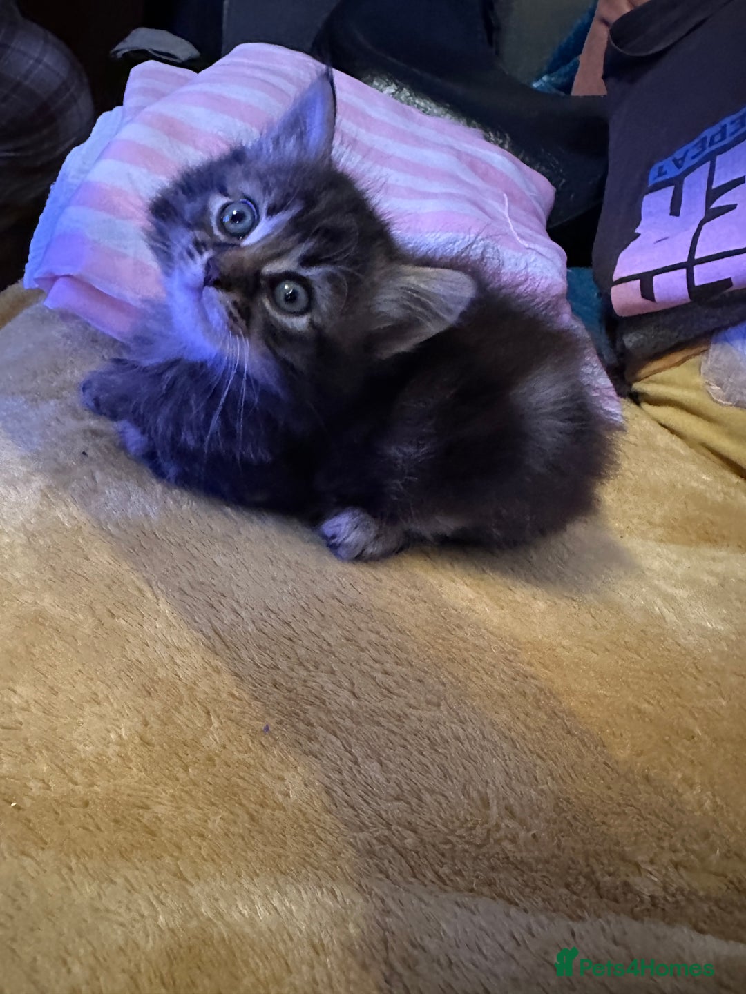 Mixed Breed cats for sale: Ragdoll Cross Kittens, 2 boys 1 girl - Advert 24