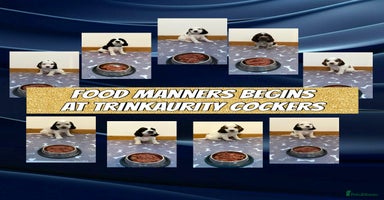 Cocker Spaniel dogs - Advert 12