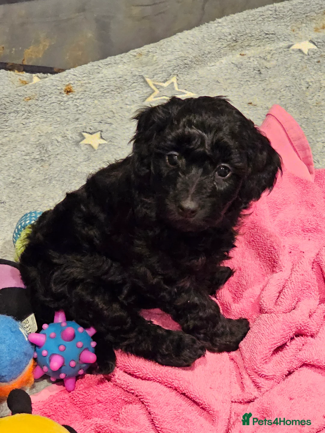 Cockapoo dogs for sale: Cockerpoo F1b Pups for sale (Ready to be rehomed) - Advert 7