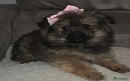 Mixed Breed dogs for sale: Shiranian puppies  - Image 4
