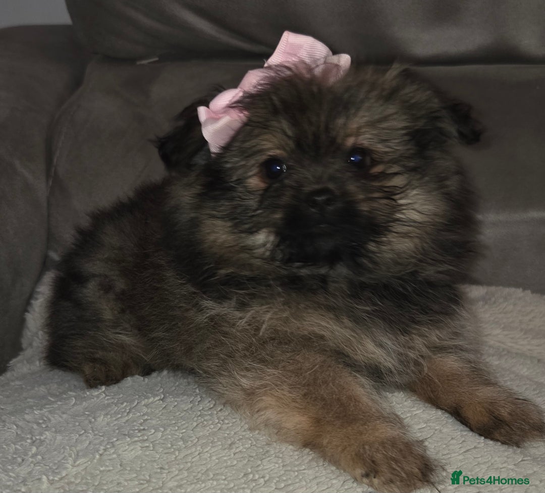 Mixed Breed dogs for sale: Shiranian puppies  - Image 4