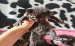 Mixed Breed cats for sale: Beautiful mixed litter - Image 11