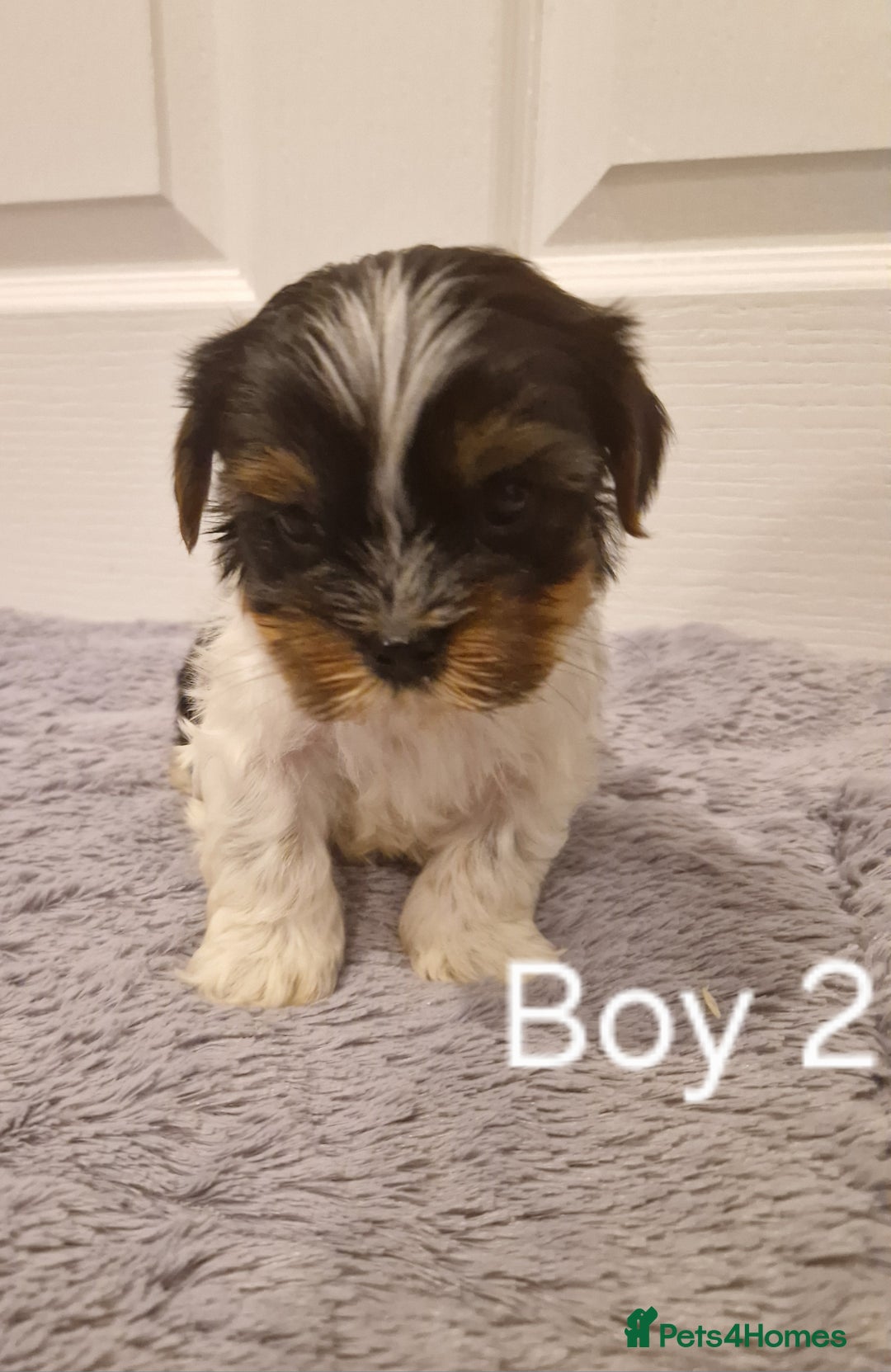 Biewer Terrier dogs for sale: Last Yorkshire Biewer Terrier Puppy Ready To Go! - Advert 6