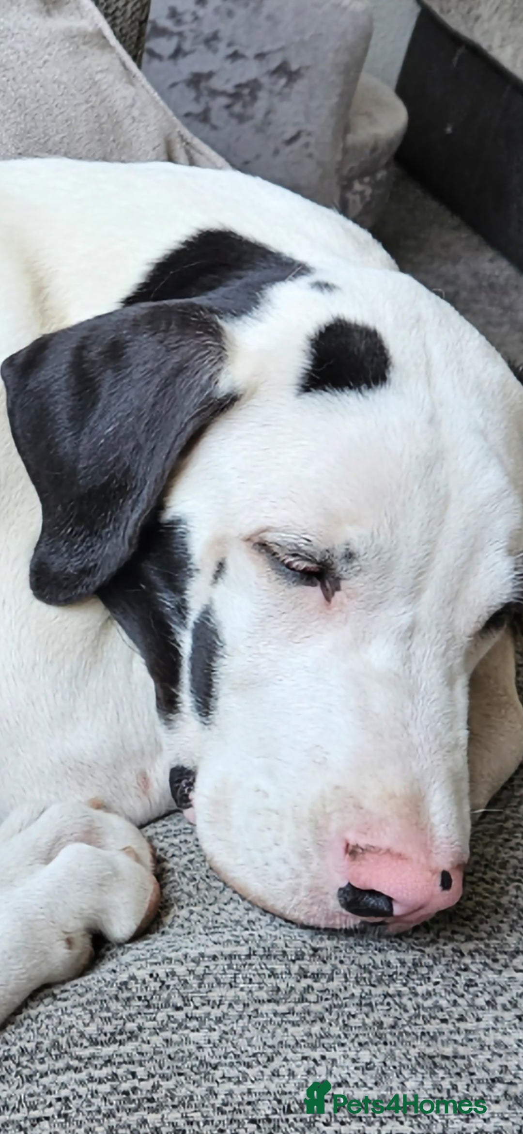 Mixed Breed dogs for sale: Great dane / American akita  pups  - Advert 5