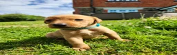 Labrador Retriever dogs for sale: Quality KC Fox Red Labradors  - Advert 16