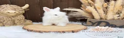 Angora rabbits for sale: PURE•PEDIGREE•ANGORAS🤍 - Advert 8