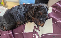Cavapoo dogs for sale: Beautiful phantom F1B cavapoos - Image 18