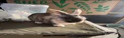 English Lop rabbits for sale: Rabbits for rehoming  in Skelmersdale - Advert 2