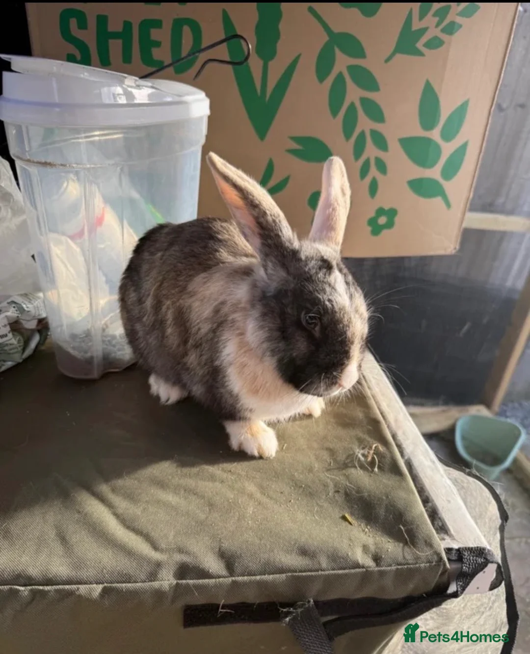 English Lop rabbits for sale: Rabbits for rehoming  in Skelmersdale - Advert 2