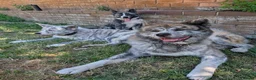 Japanese Akita Inu dogs for sale: Beautiful RKC akita puppies full pedigree  - Advert 1