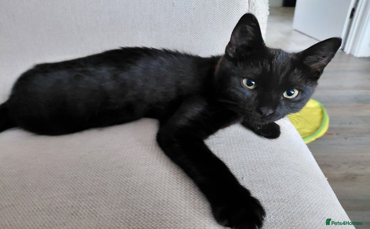 Mixed Breed cats - Advert 11