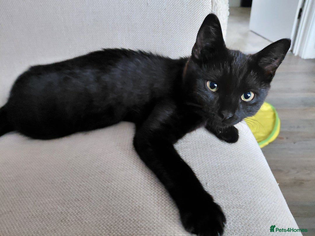 Mixed Breed cats for sale: Kitten - Image 1