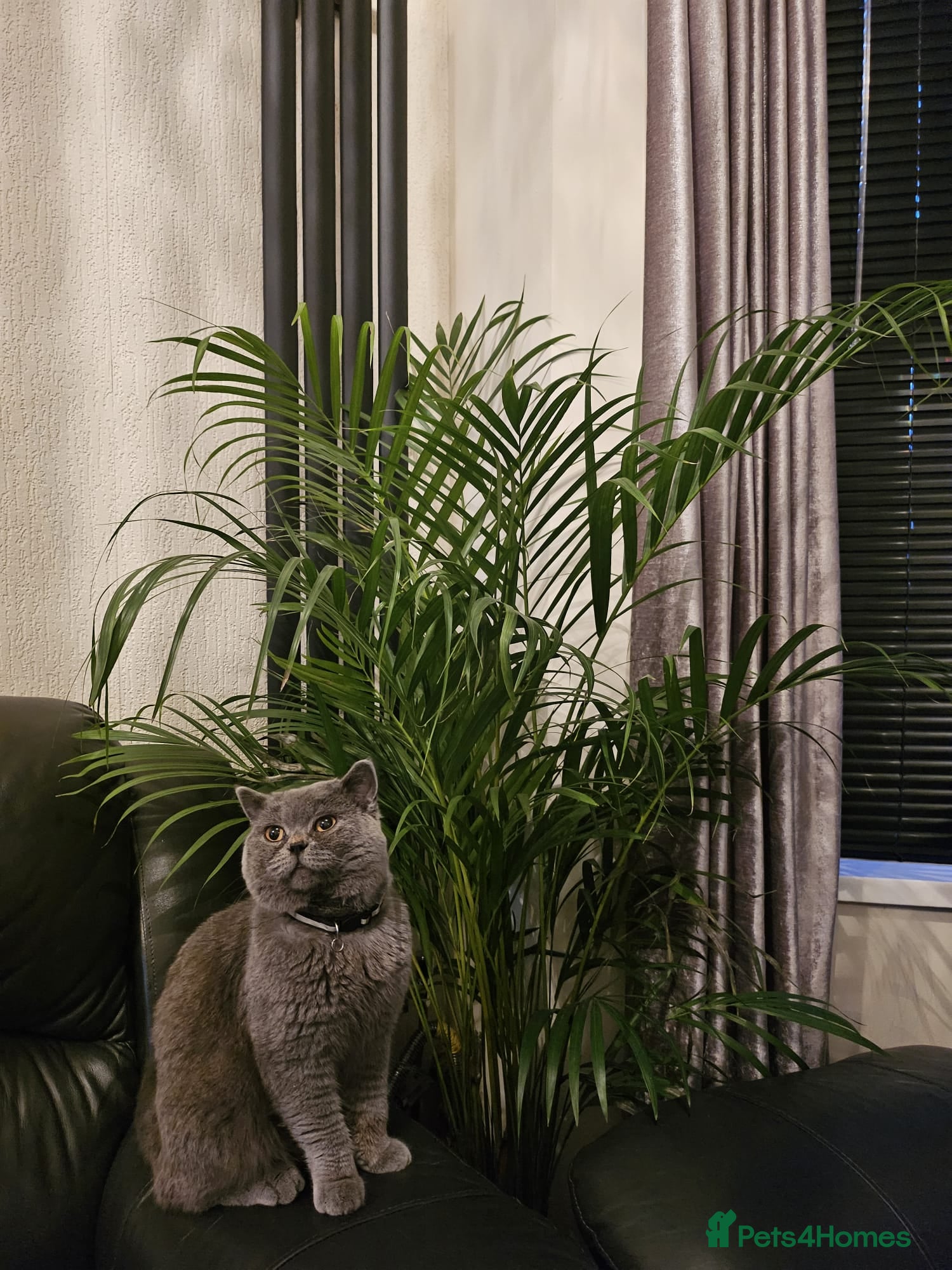 British Shorthair cats Mr blue  - Advert 1