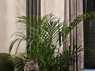 British Shorthair cats Mr blue - Advert 1