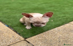 French Bulldog dogs for sale: Adorable 3.5-Month-Old Fawn & Cream French Bulldog - Image 2