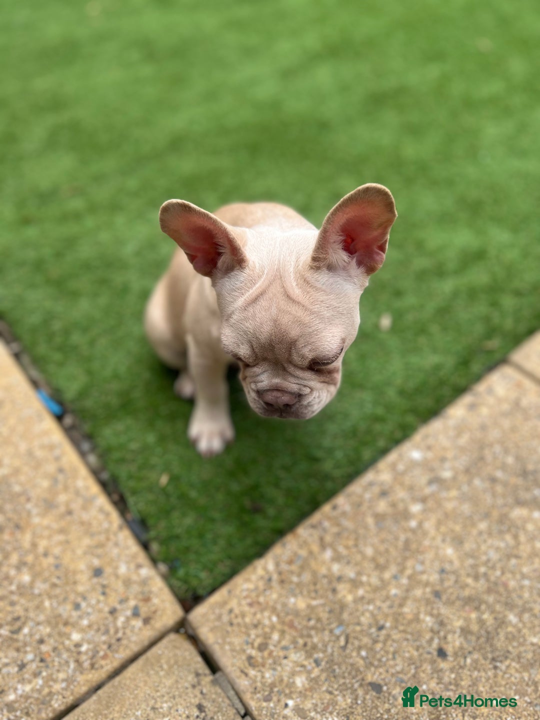 French Bulldog dogs for sale: Adorable 3.5-Month-Old Fawn & Cream French Bulldog - Image 2