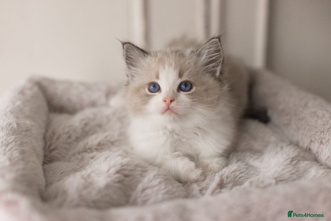 Ragdoll cats for sale: Bicolour and Lynx Ragdoll kittens - Advert 26
