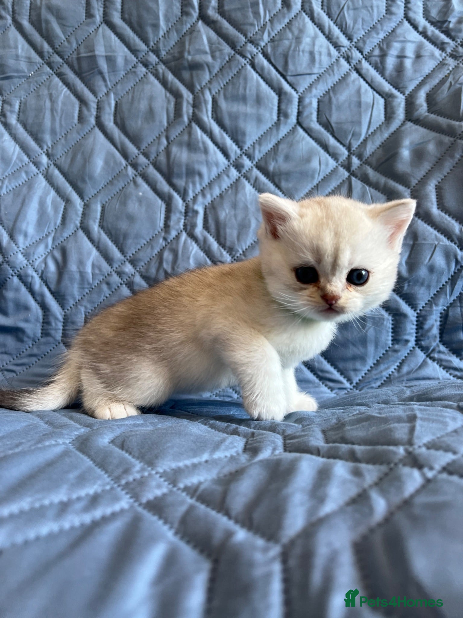 British Shorthair cats Silver pedigree British Shorthair kittens  - Advert 1