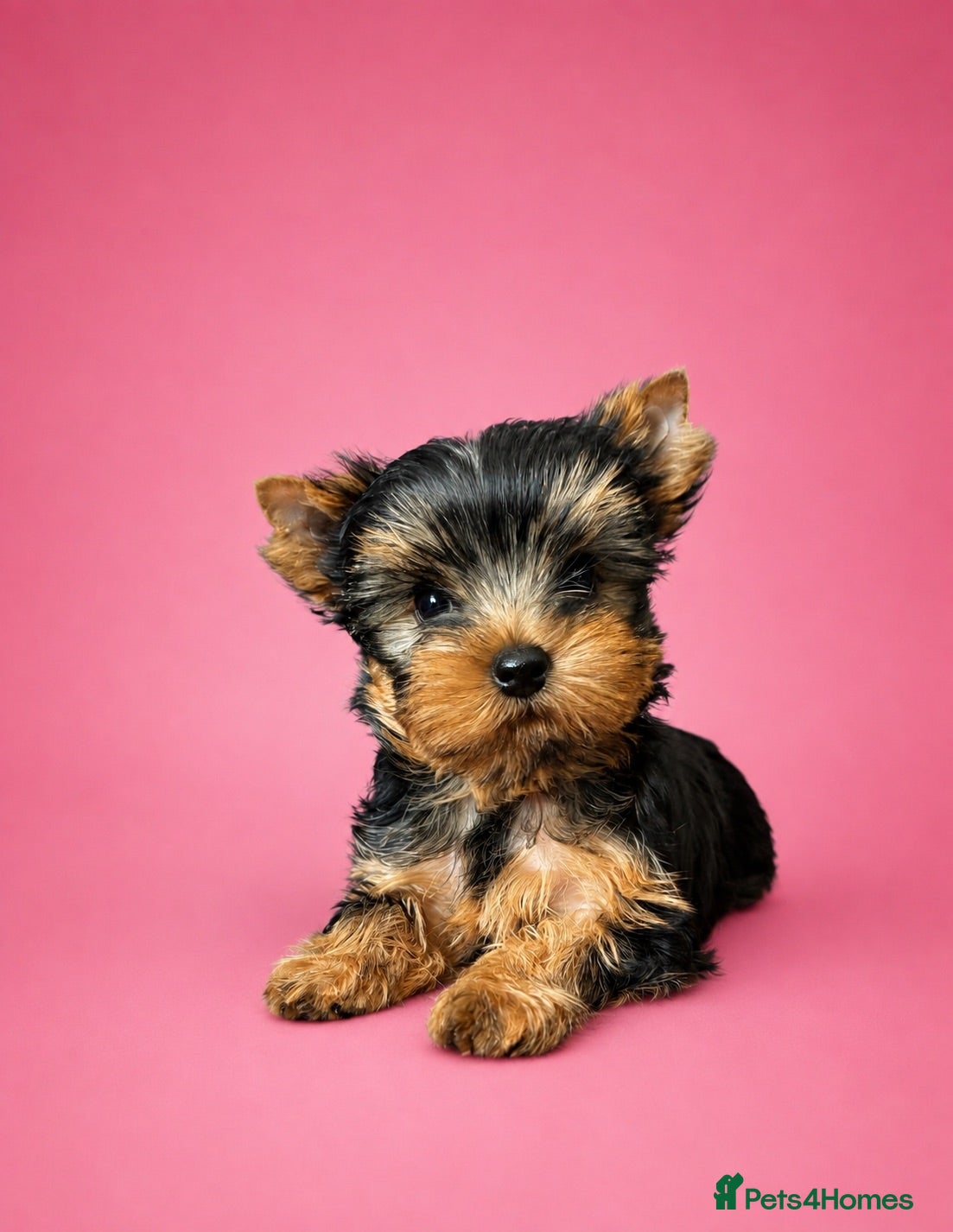 Yorkshire Terrier dogs ✨🐾 Outstanding Show Quality KC Yorkie Puppies 🐾✨ - Advert 1