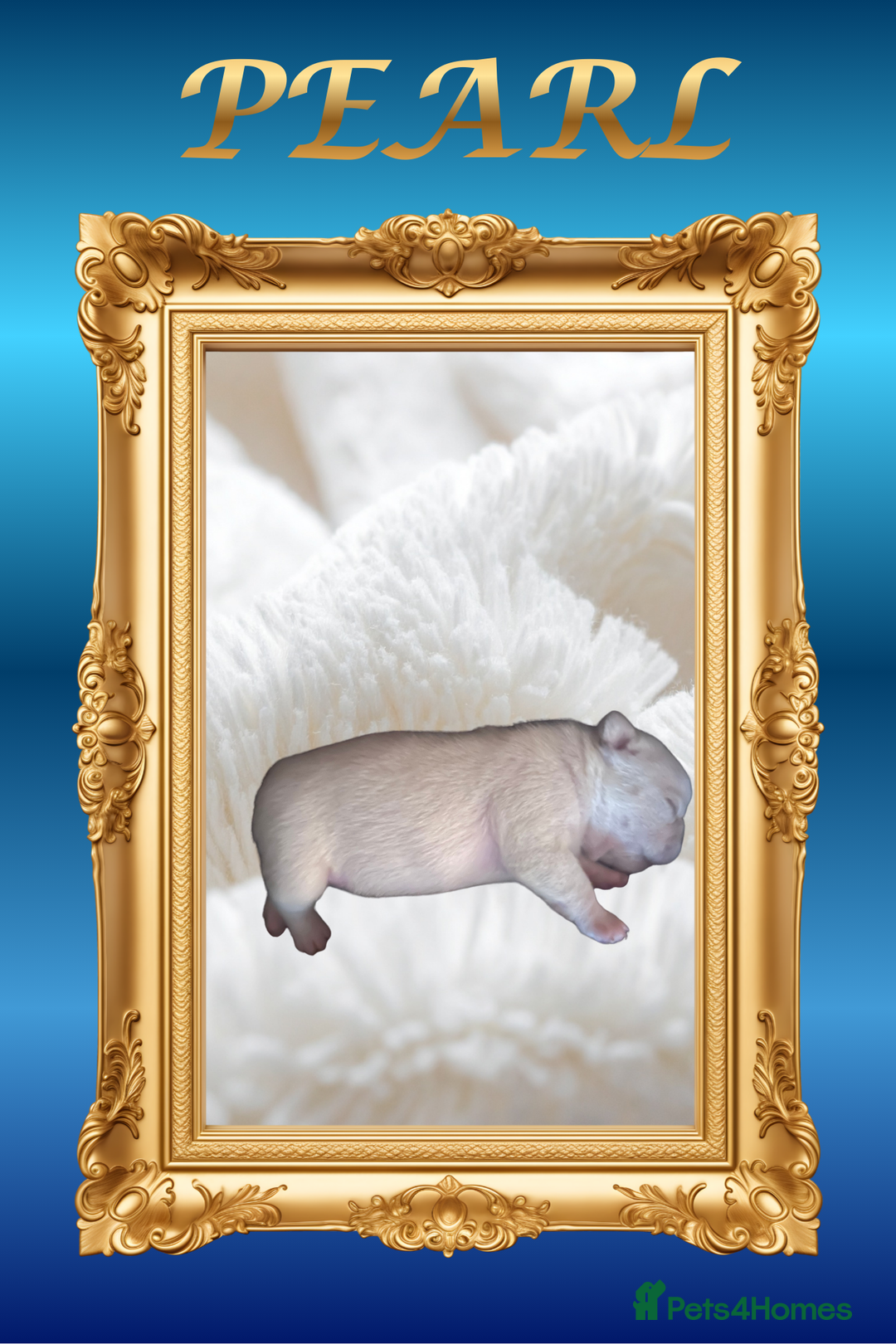 French Bulldog dogs for sale: Born Of Zeus Of Thunder - Advert 4