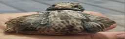 Quail poultry for sale: Button quails in Sandy - Advert 5