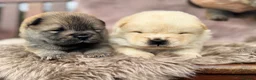 Chow Chow dogs for sale: KC chow chow puppies  - Advert 12