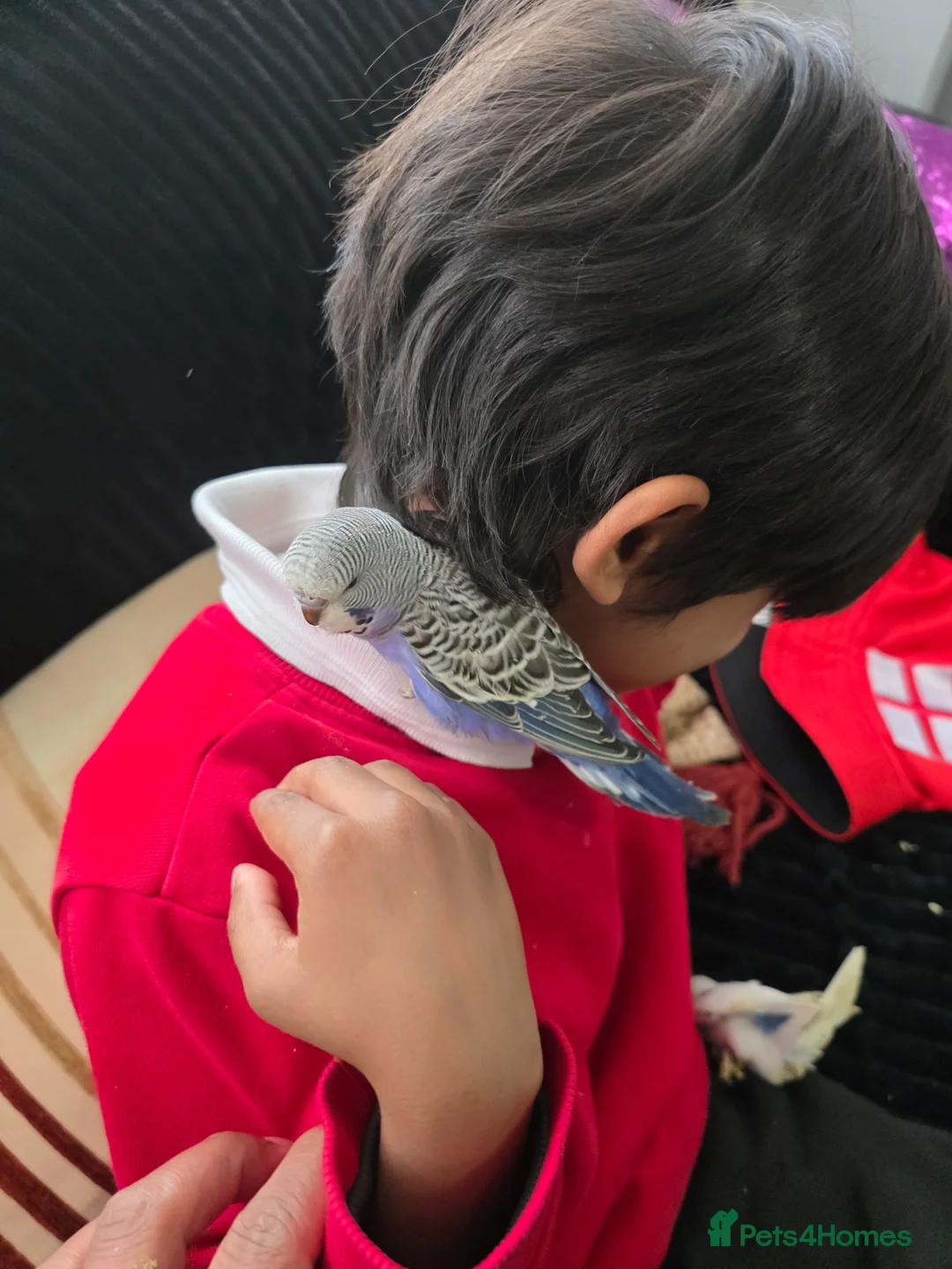 Budgerigars birds for sale: Hand tamed baby budgies for sale  in Walsall - Advert 15