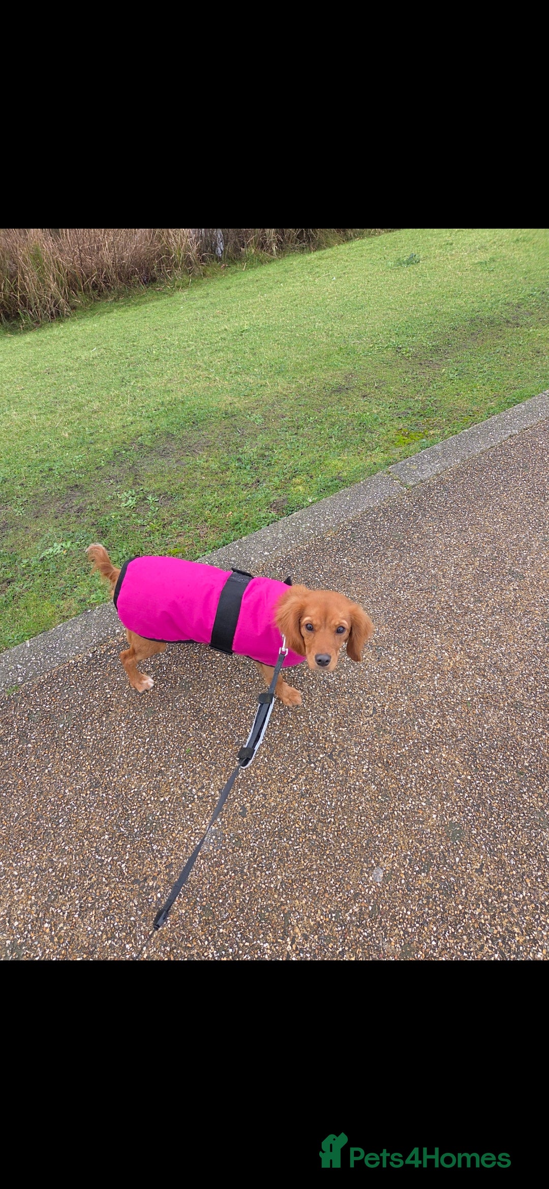 Cavalier King Charles Spaniel dogs Beautiful ruby cavalier female in Pontypridd - Advert 8