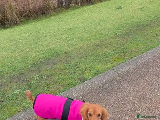 Cavalier King Charles Spaniel dogs Beautiful ruby cavalier female in Pontypridd - Advert 8