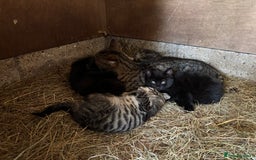 Mixed Breed cats for sale: Beautiful tabby kittens - Image 12