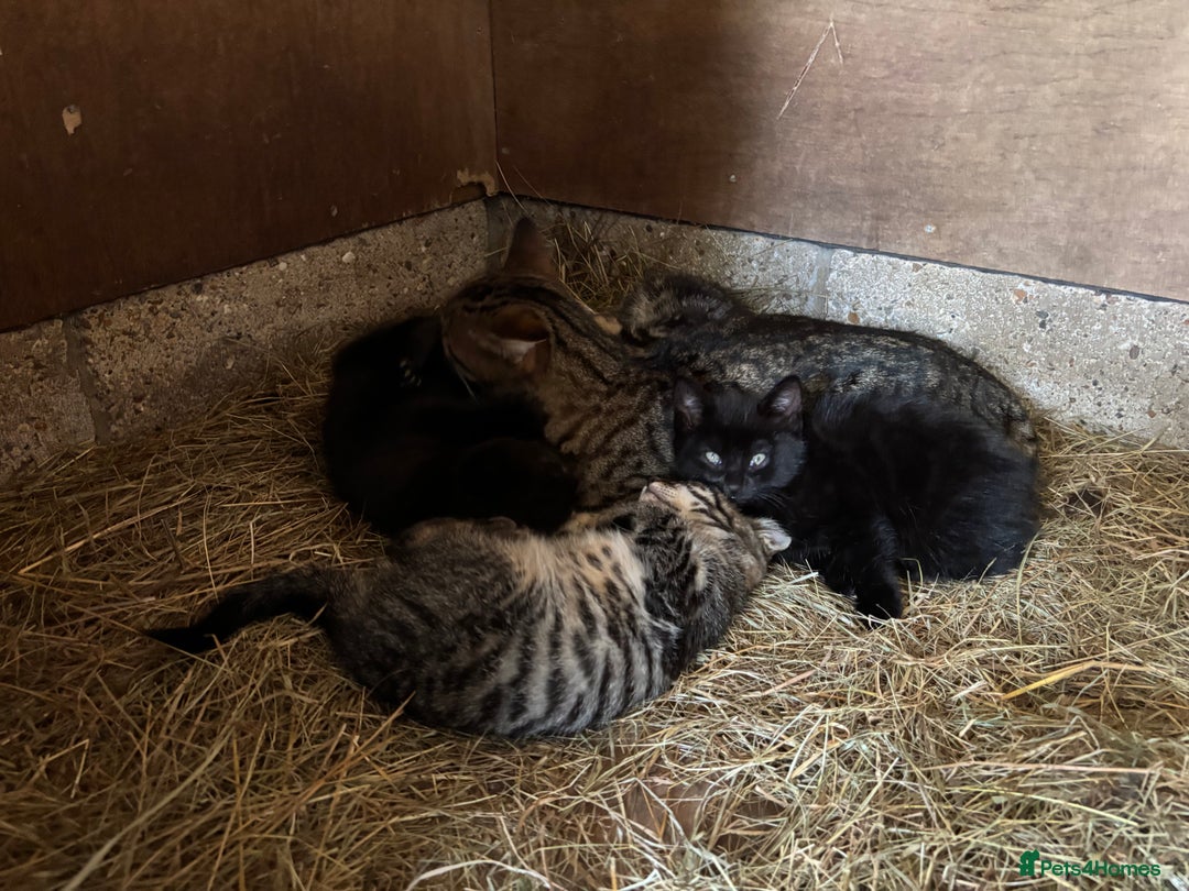 Mixed Breed cats for sale: Beautiful tabby kittens - Image 12