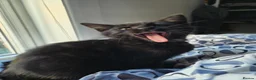 Mixed Breed cats for sale: Cats for sale - Advert 16