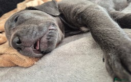 Cane Corso dogs for sale: Beautiful Blue Cane Corso Puppies - Image 29