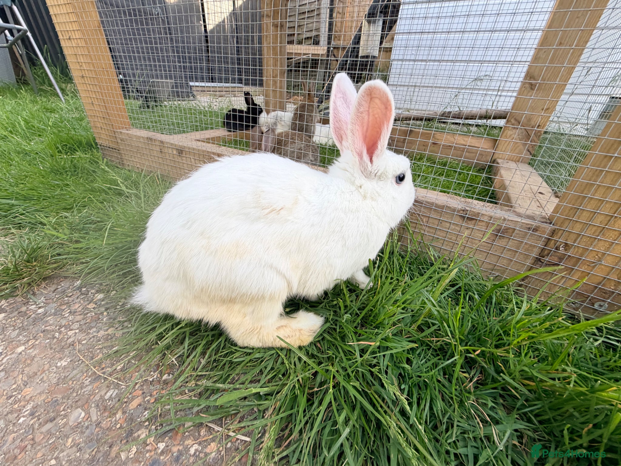 Mixed Breed rabbits Rabbits \ Bunnies for sale  - Advert 6