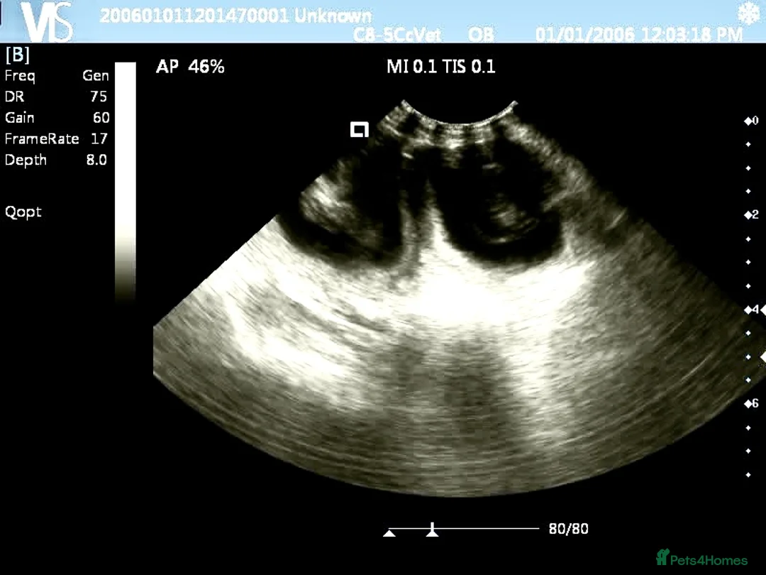 Toy Poodle dogs for stud: Kc Health tested fox red Toy poodle for stud - Advert 28