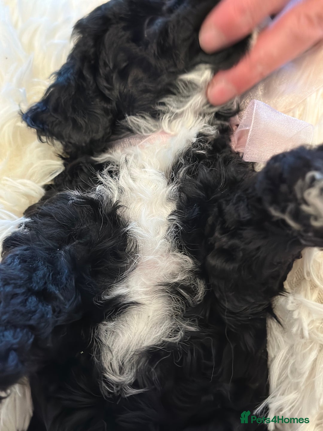 Poochon dogs for sale: Poochon puppies  - Image 33