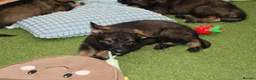 German Shepherd dogs for sale: ELITE KC REG CZECH WORKING LINE GSD PUPPIES 🏆 - Advert 10