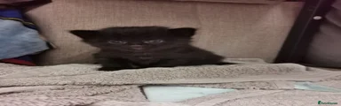 Mixed Breed Kitten 3