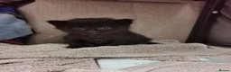 Mixed Breed cats for sale: 3 mixed breed kittens - Advert 3